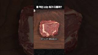 건강한 꽃등심 가능🥩 [upl. by Eversole]