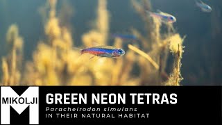 Neon tetras Paracheirodon simulans in their natural habitat [upl. by Armahs]