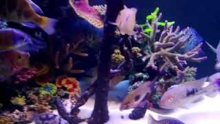 MIXED CICHLIDS IN MY TANK WITH ARTIFICIAL CORAL [upl. by Sura]