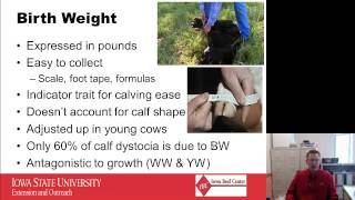 EPD Basics Part 1  Calving Ease [upl. by Anujra]