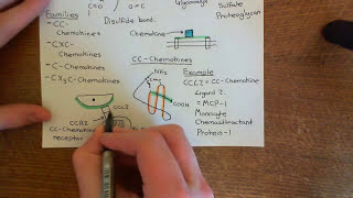 Introduction to Chemokines Part 2 [upl. by Atkins]