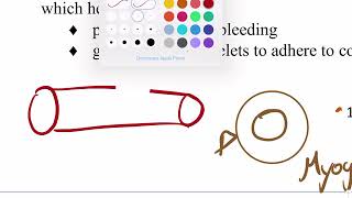 Hemostasis  Local vasoconstriction [upl. by Sinylg]