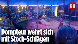 Schock im Zirkus Löwin greift Dompteur an [upl. by Samy113]