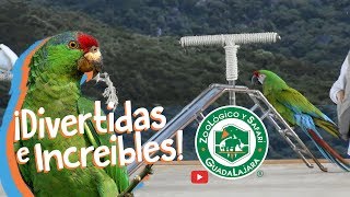 Increíble Show de Aves en el Zoológico Guadalajara [upl. by Naillig]