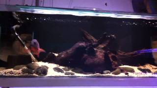 Aquarialands Mangrove Jack Display Aquarium [upl. by Dixon]