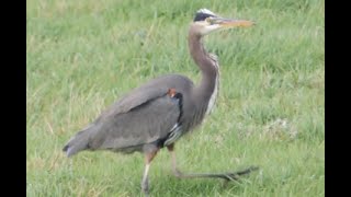 A Few Birds at Skagit Flats Nov 20 2024 [upl. by Arukas]