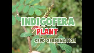 INDIGOFERA PLANT  100 SEED GERMINATION  GOOD FORAGE FOR GOATS [upl. by Ibson]