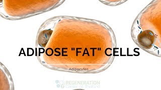 Types of Adipose Tissue Adipocytes and Fat Stem Cells [upl. by Anastasius]