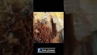 Honey bee hive  honey bee colony  honey bee comb viral trending foryou honeybee honeycomb [upl. by Tyler]