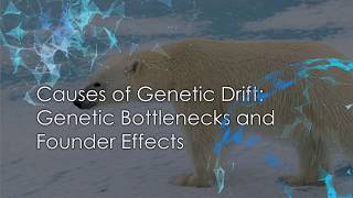 Genetic Bottlenecks and Founder Effects [upl. by Nadaha]