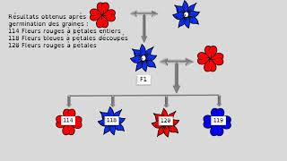 EX BRASSAGE FLEURS 2° version [upl. by Nitnelav857]