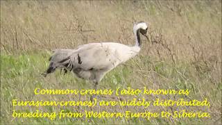 Eurasian Cranes roaming in Doñana National Park Spain [upl. by Calley]