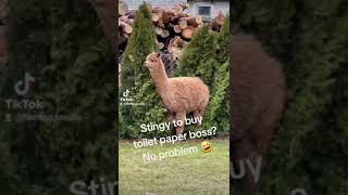 Animals crazy fyp funny laugh World [upl. by Frances562]