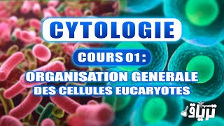 CYTOLOGIE 1ère année  Organisation Générale des Cellules Eucaryotes [upl. by Olly]