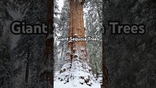 Winterland in Sequoia Nation Park [upl. by Epilef593]