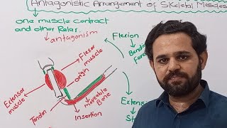 Antagonistic arrangement of muscles  Class 12  NBF  FBISE [upl. by Aicilet]