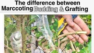 The difference between Marcotting Budding and Grafting [upl. by Baelbeer71]