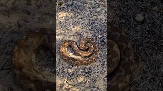 Big Venomous NoseHorned Viper Vipera ammodytes venomussnake herping In Corfu Part 4 wildlife [upl. by Riordan294]