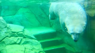 Polar Bear swimming underwater [upl. by Nika]