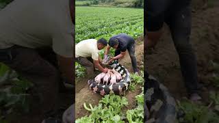 The python was about to swallow the puppies luckily two men stopped it in time [upl. by Finella]