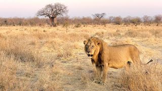 Aslan Krallığı Ezeli Rakipler Nat Geo Wild Türkçe Belgesel 2020 belgesel belgeselizle natgeowild [upl. by Lucina98]