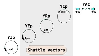 Yeast cloning vectors  YIp YEp YRp YCp YACs  Shuttle plasmid vectors [upl. by Gobert679]