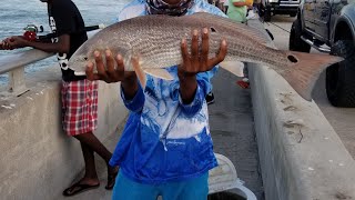 MATANZAS INLET FISHNGFLAGLER BEACH PIER FISHING SNOOK REDFISH SHEEPSHEAD [upl. by Bathsheba]