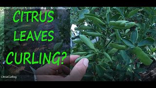 2 Reasons Why Your Citrus Leaves Are Curling  Leaf Curl [upl. by Norrad137]