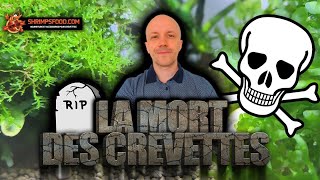 La mort des crevettes daquarium [upl. by Gentille]