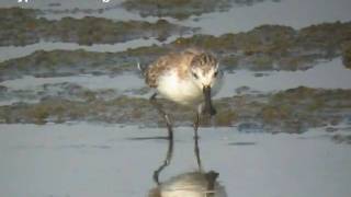 Spoonbilled Sandpiper in Thailand [upl. by Lodie]