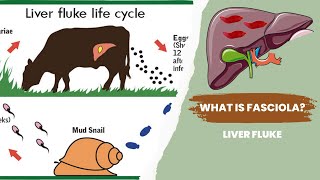 The Shocking Secrets of Fasciola Life Cycle Revealed [upl. by Everest640]