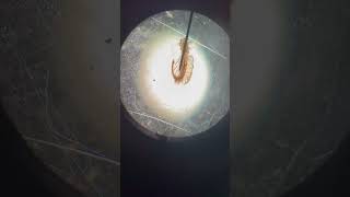 Cool brine shrimp at pvms [upl. by Nalani]