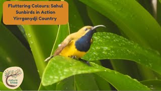 Fluttering Colours Sahul Sunbirds in Action  Yirrganydji Country [upl. by Alyak]