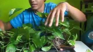 Propagation of division for a pothos [upl. by Aloeda]