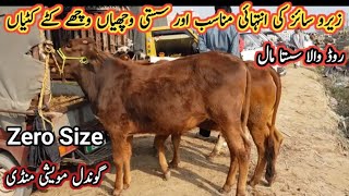 Low Price Different Animals On Gondal Maweshi Mandi روڈ والا سستا مال  My Life Channel [upl. by Etti]