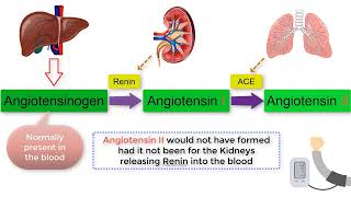 How RENIN forms ANGIOTENSIN II and how they relate to blood pressure [upl. by Nonnair]