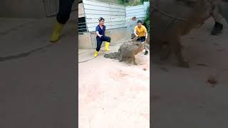 Boar Net Catching Technique animals funny pig baboy tamil DISCLAIMER No Animals Were Harmed ✅ [upl. by Wilda]