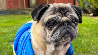 Pug Baby Barking 😱 Dog Barking Sounds Pug Funny Videos [upl. by Zaremski]