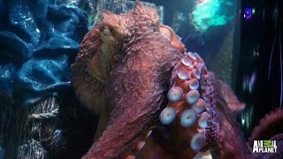 Wayde Fancies an Octopus Tank  Tanked [upl. by Feingold]