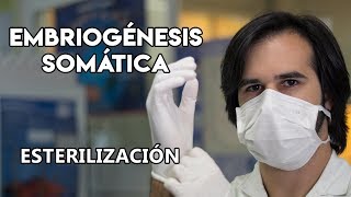 La embriogénesis somática en la vid I  Esterilización [upl. by Deeyn]