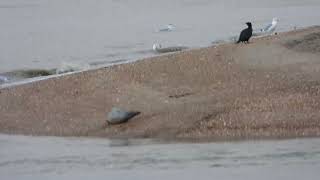 Zeehond de Schans Texel [upl. by Yeniar]