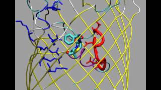 Simulation of ampicillin translocation through E coli OmpF [upl. by Eirene]