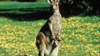 The Kangaroo Song [upl. by Helve]