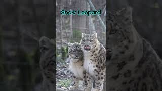 Snow Leopard animals wildlifediversity [upl. by Carlie]