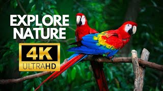 Stunning Macaw Parrot 4K Video with Calm Music [upl. by Emorej40]