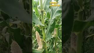 Begini Hama Tikus Merusak Tanaman Jagung [upl. by Hernando850]