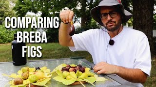 Comparing Breba Figs 10 Fig Varieties  Looking at the Fig Trees [upl. by Gabby148]