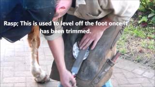 The Farriers Tools and the Shoeing Procedure [upl. by Amaras]