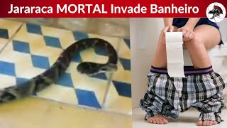 Jararaca MORTAL Invade banheiro TVGALENAGuaratingueta  Biólogo Henrique o Biólogo das Cobras [upl. by Efar218]