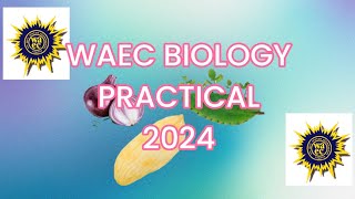 2024 Biology Practical WAEC EXAM part one [upl. by Severn487]